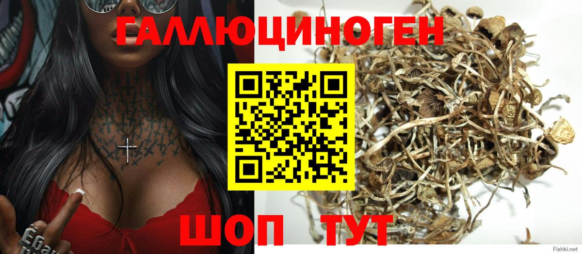 Татарск  Псилоцибиновые грибы Cubensis  Псилоцибиновые грибы Psilocybine cubensis  Вход с VPN 
